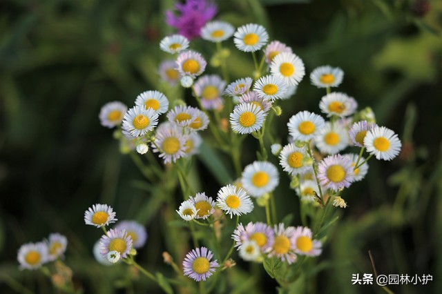 女菀是什么（女菀的特征）