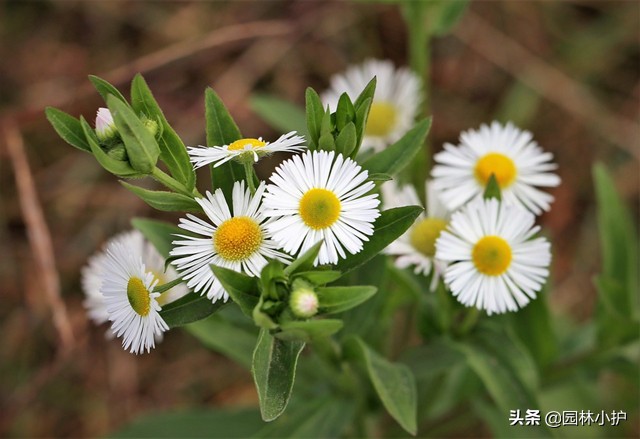 女菀是什么（女菀的特征）