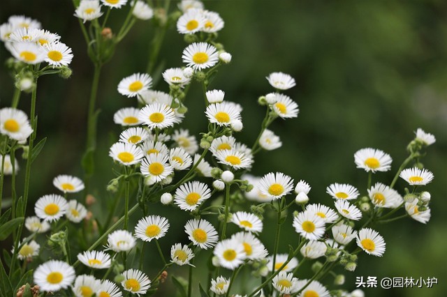 女菀是什么（女菀的特征）