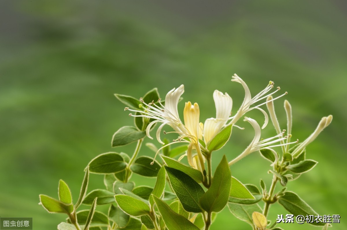 金银花为什么又叫忍冬_金银花别称的来历