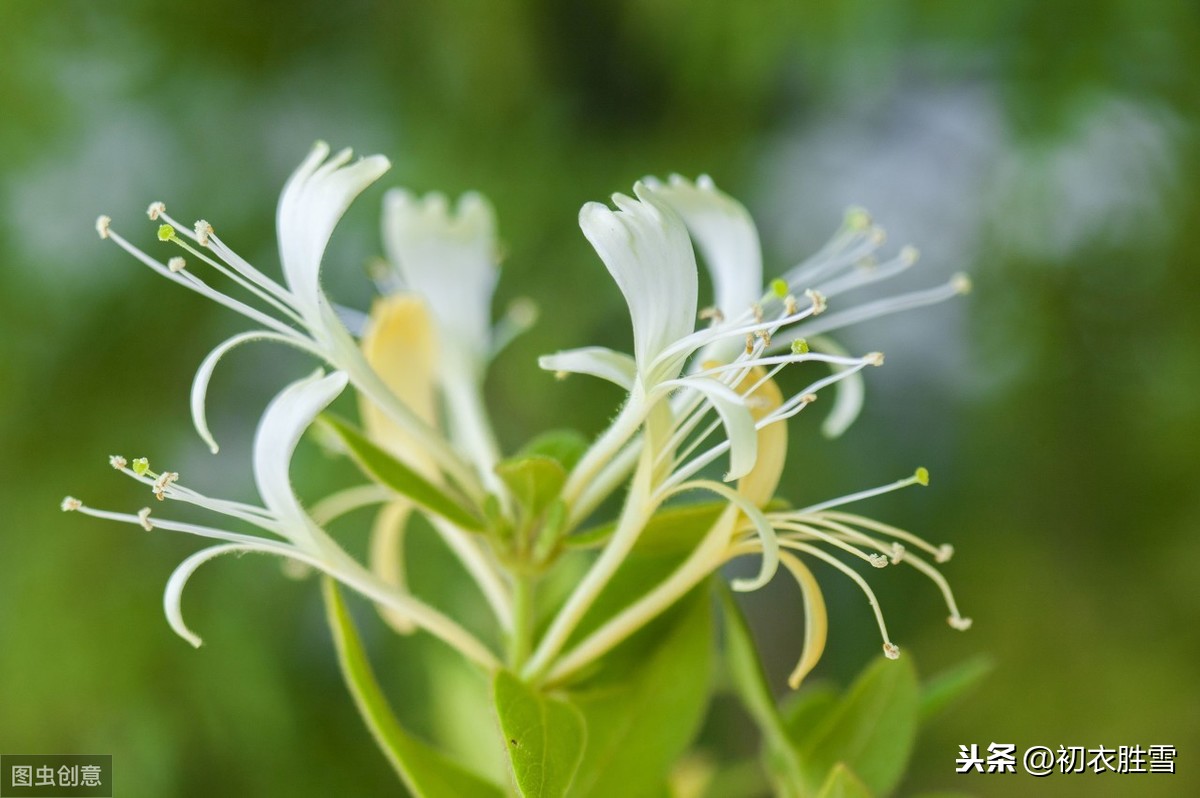 金银花为什么又叫忍冬_金银花别称的来历