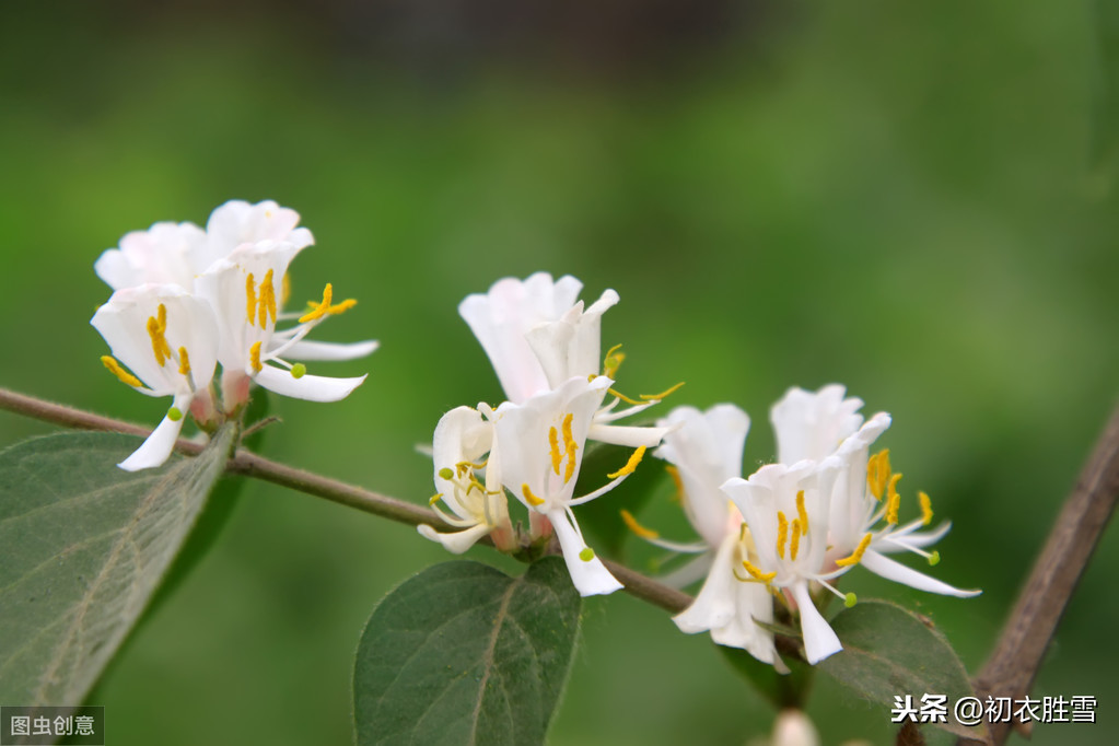 金银花为什么又叫忍冬_金银花别称的来历