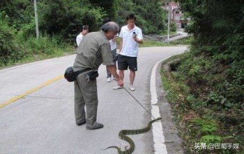 山烙铁头蛇毒性如何_山烙铁头蛇的特征和毒性