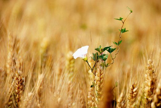 芒种是什么时候_芒种的来历和习俗