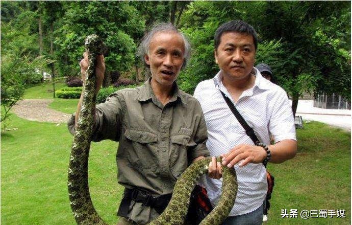 山烙铁头蛇毒性如何_山烙铁头蛇的特征和毒性