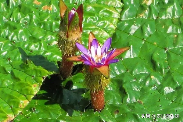 芡实是什么_芡实的特征和功效