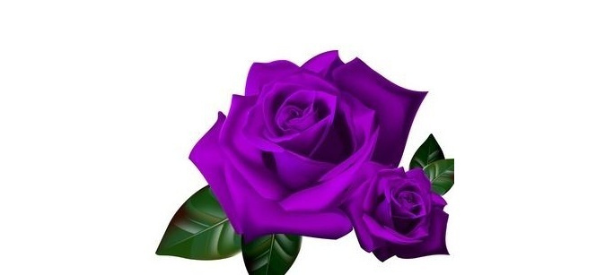 紫色玫瑰花语是什么_紫色玫瑰花语和传说