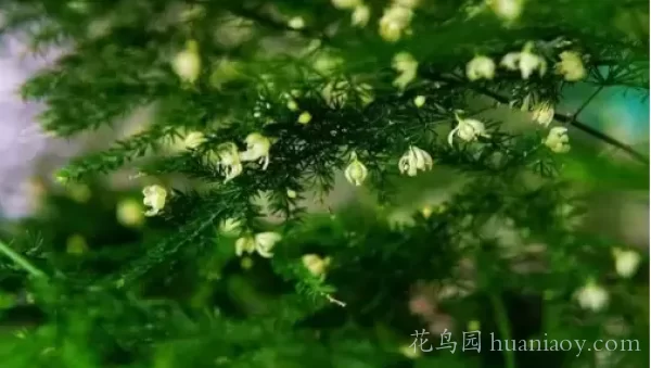 文竹的花语是什么_文竹的特征和花语