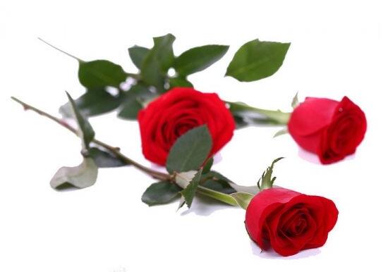 玫瑰花象征着什么_玫瑰花的象征的寓意