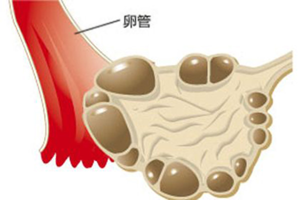 排卵期不排卵是啥原因_排卵期不排卵的常见原因分析