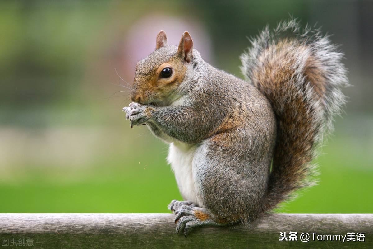 squirrel什么意思_squirrel的通俗解释