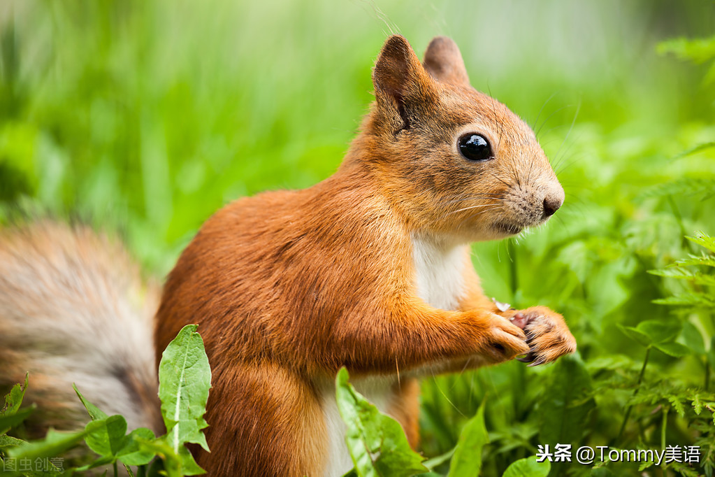 squirrel什么意思_squirrel的通俗解释