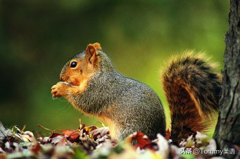 squirrel什么意思_squirrel的通俗解释