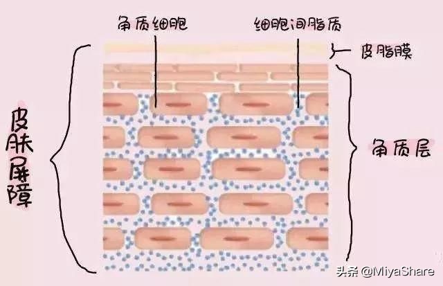 皮肤营养过剩怎么解决_皮肤营养过剩的解决方法