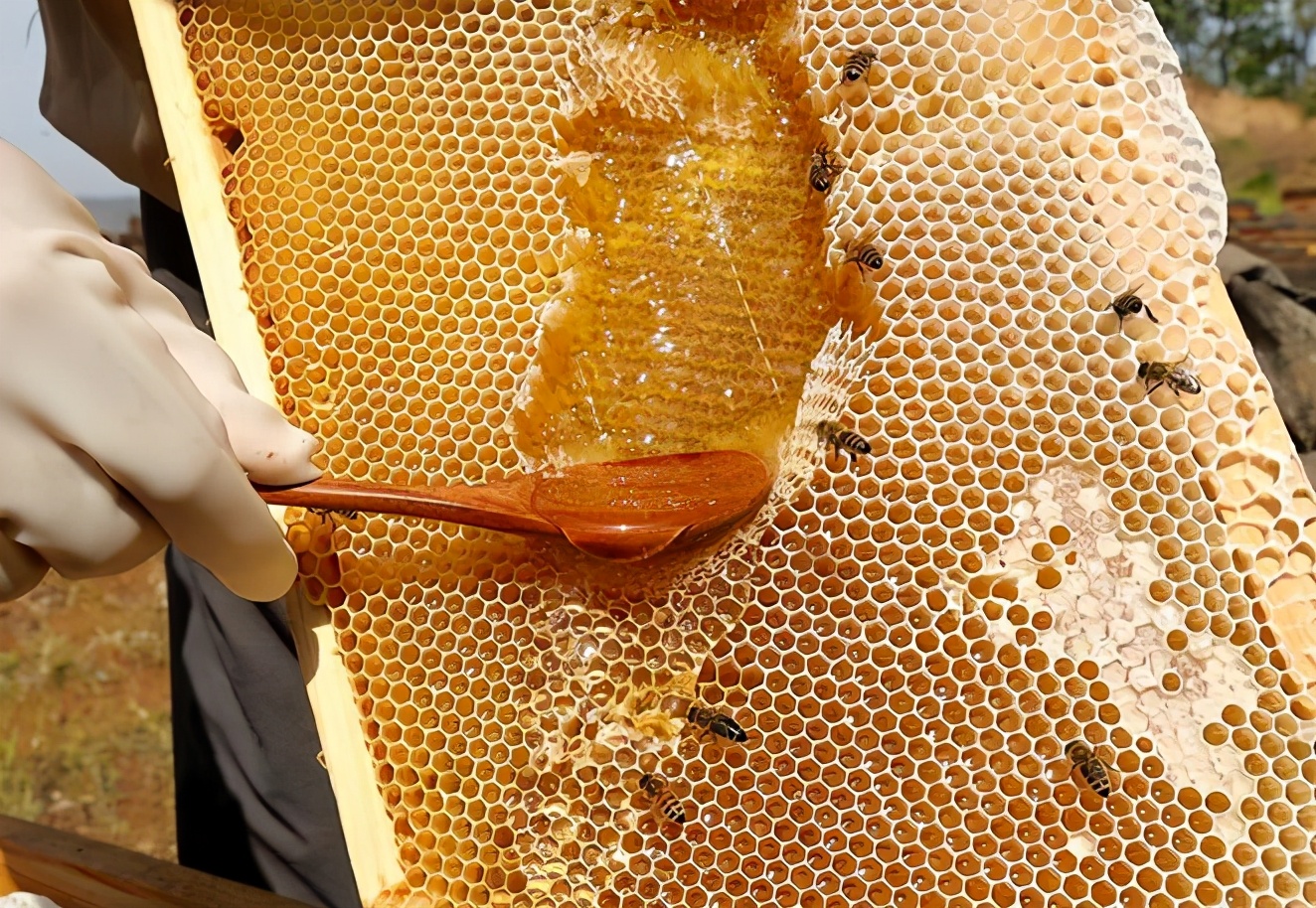 什么品牌蜂蜜最好_蜂蜜品推荐