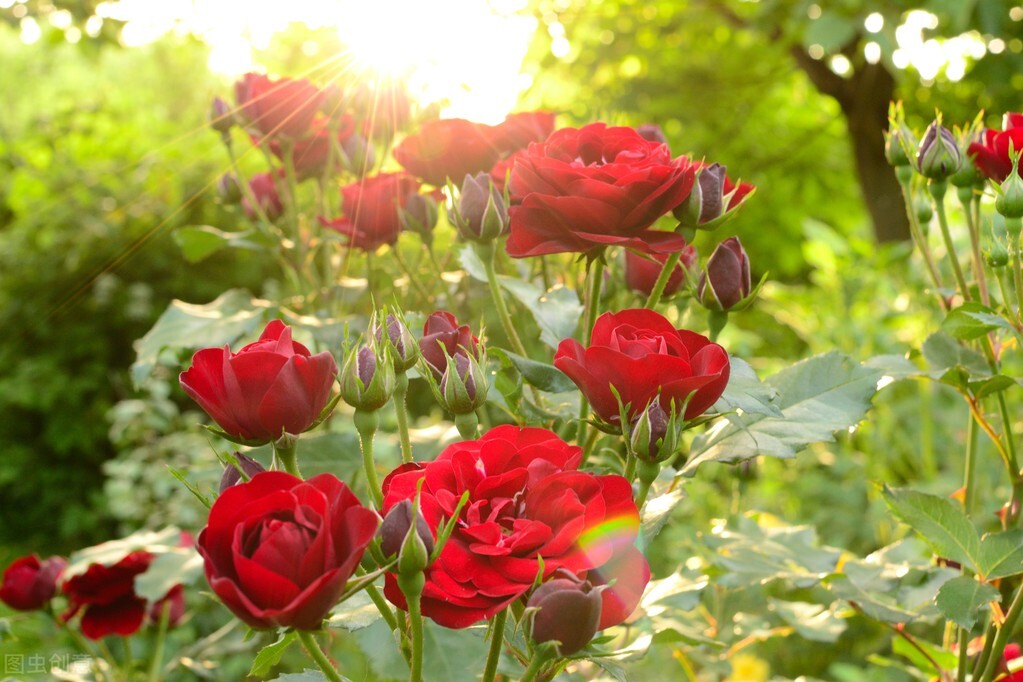 玫瑰到了花期暗示什么_玫瑰花的含义