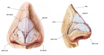 鼻翼变大的原因有哪些_鼻翼变大的原因分析