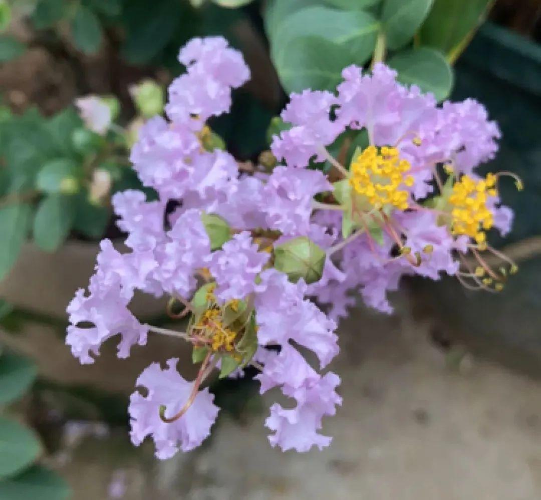 夏天开的花有哪些_夏季开的花介绍