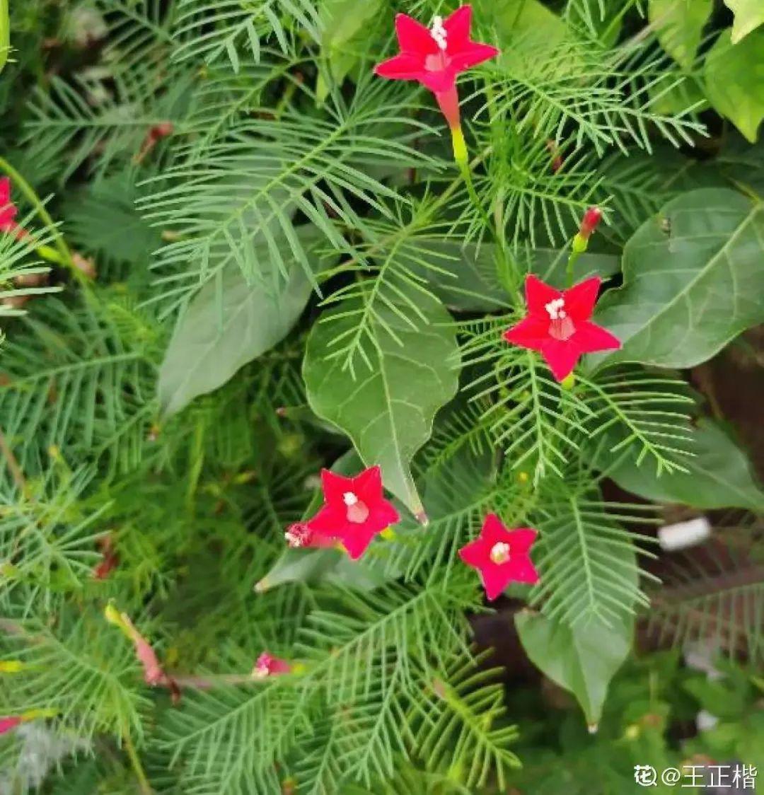 夏天开的花有哪些_夏季开的花介绍