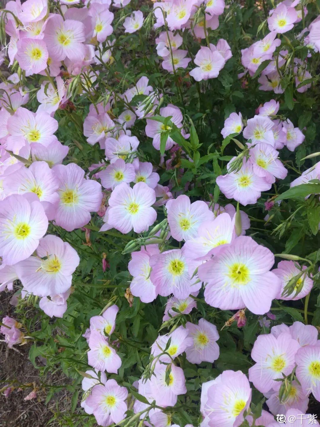 夏天开的花有哪些_夏季开的花介绍