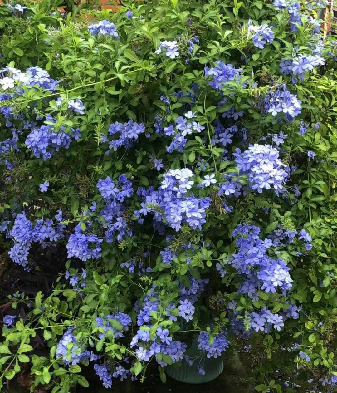 夏天开的花有哪些_夏季开的花介绍