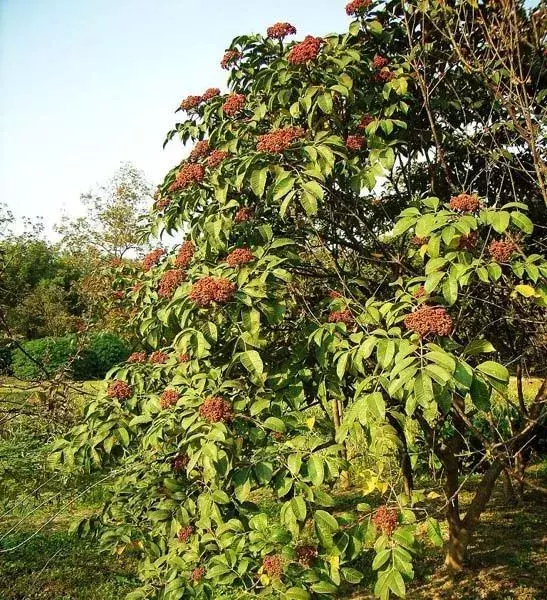 茱萸有哪些种类_茱萸的种类及养殖方法