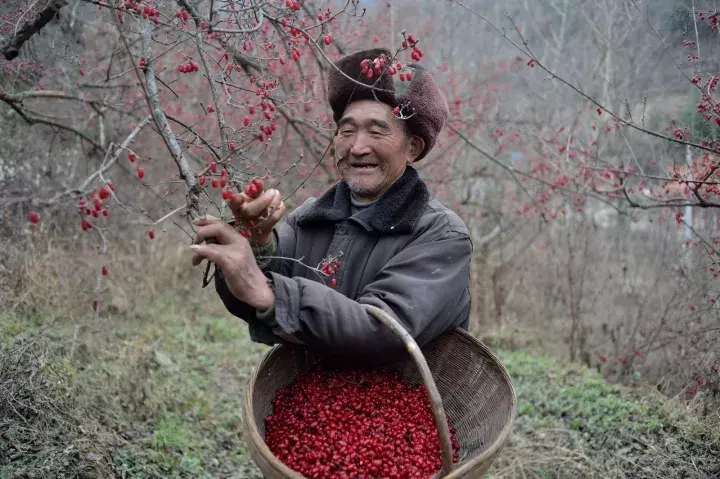 茱萸有哪些种类_茱萸的种类及养殖方法