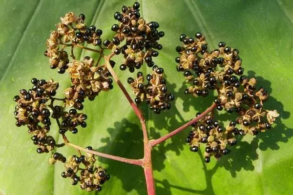 茱萸有哪些种类_茱萸的种类及养殖方法