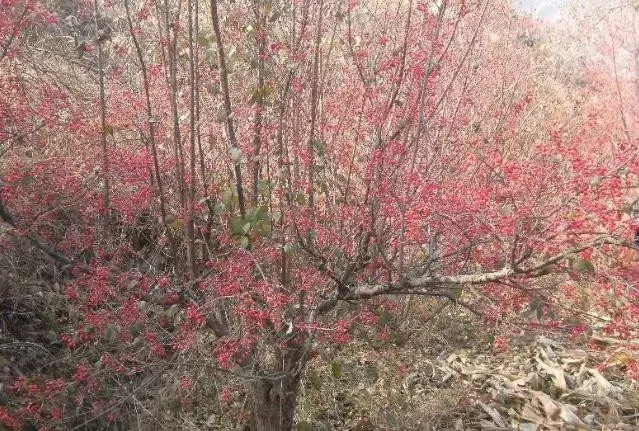 茱萸有哪些种类_茱萸的种类及养殖方法