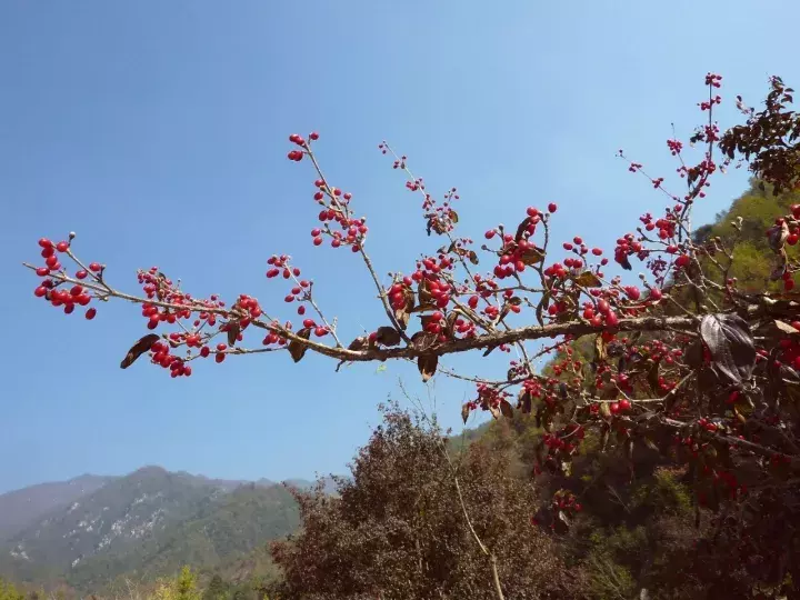 茱萸有哪些种类_茱萸的种类及养殖方法