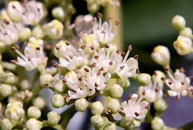 茱萸有哪些种类_茱萸的种类及养殖方法