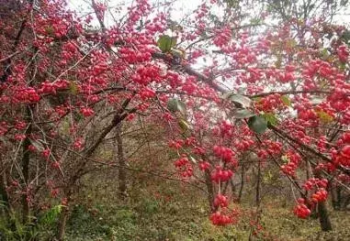 茱萸有哪些种类_茱萸的种类及养殖方法