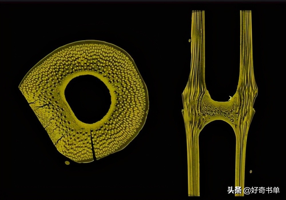 竹子为什么长的那么快_竹子生长速度的原理分析