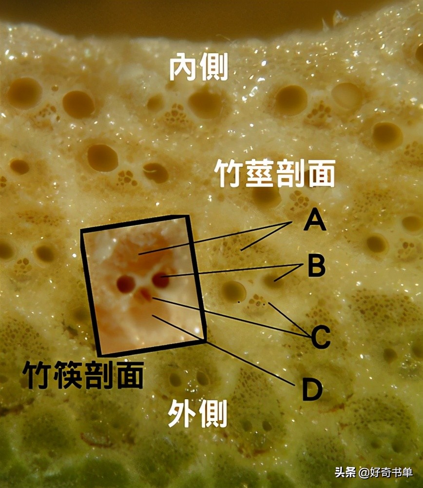 竹子为什么长的那么快_竹子生长速度的原理分析