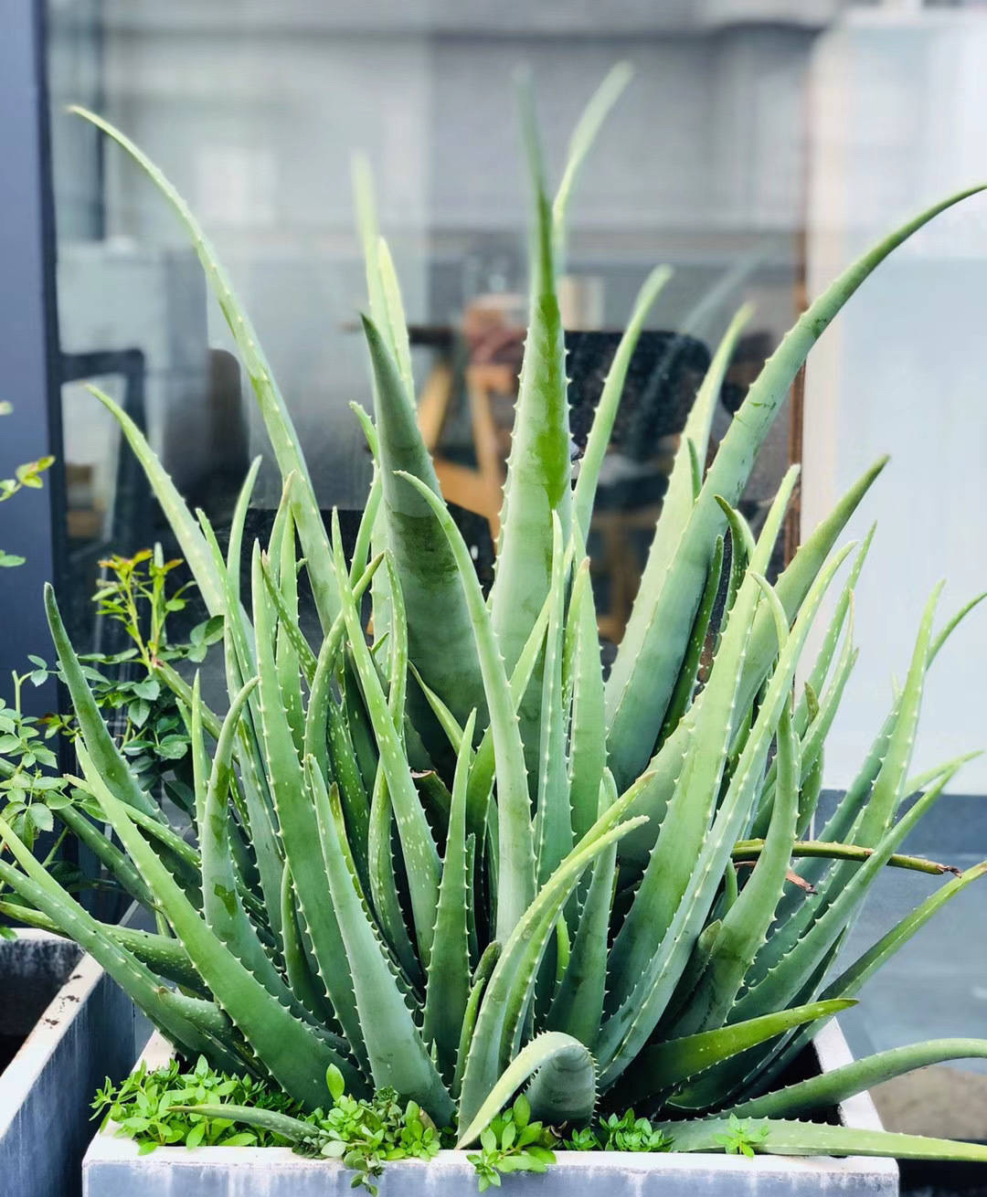 芦荟怎么种植_芦荟的种植方法