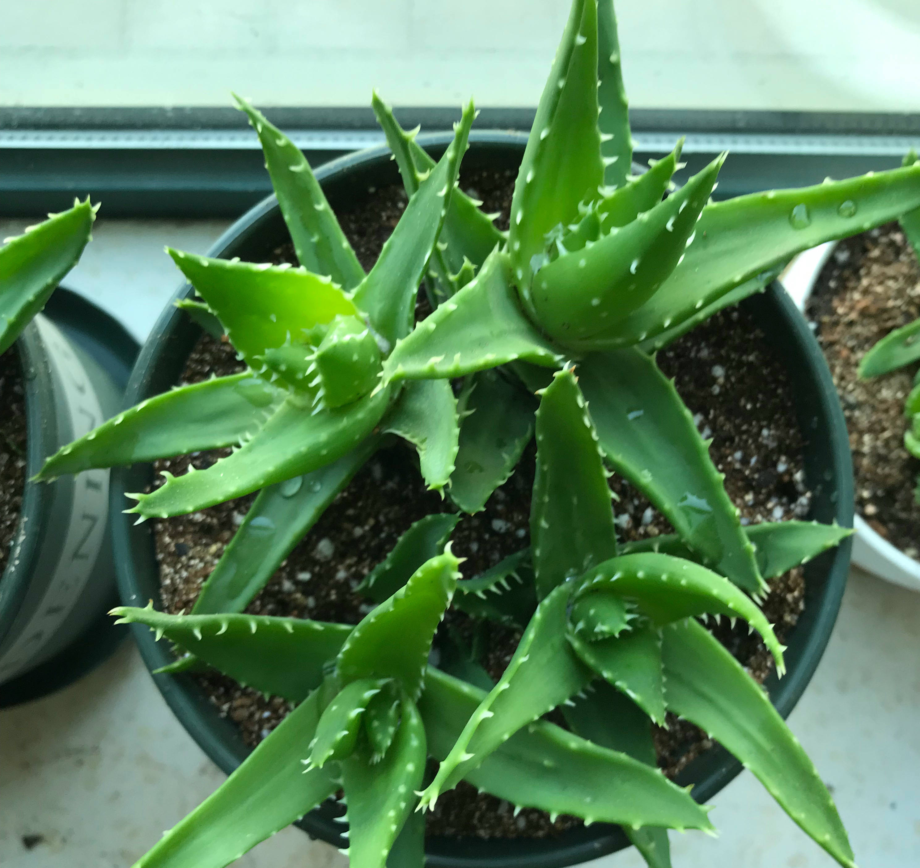 芦荟怎么种植_芦荟的种植方法