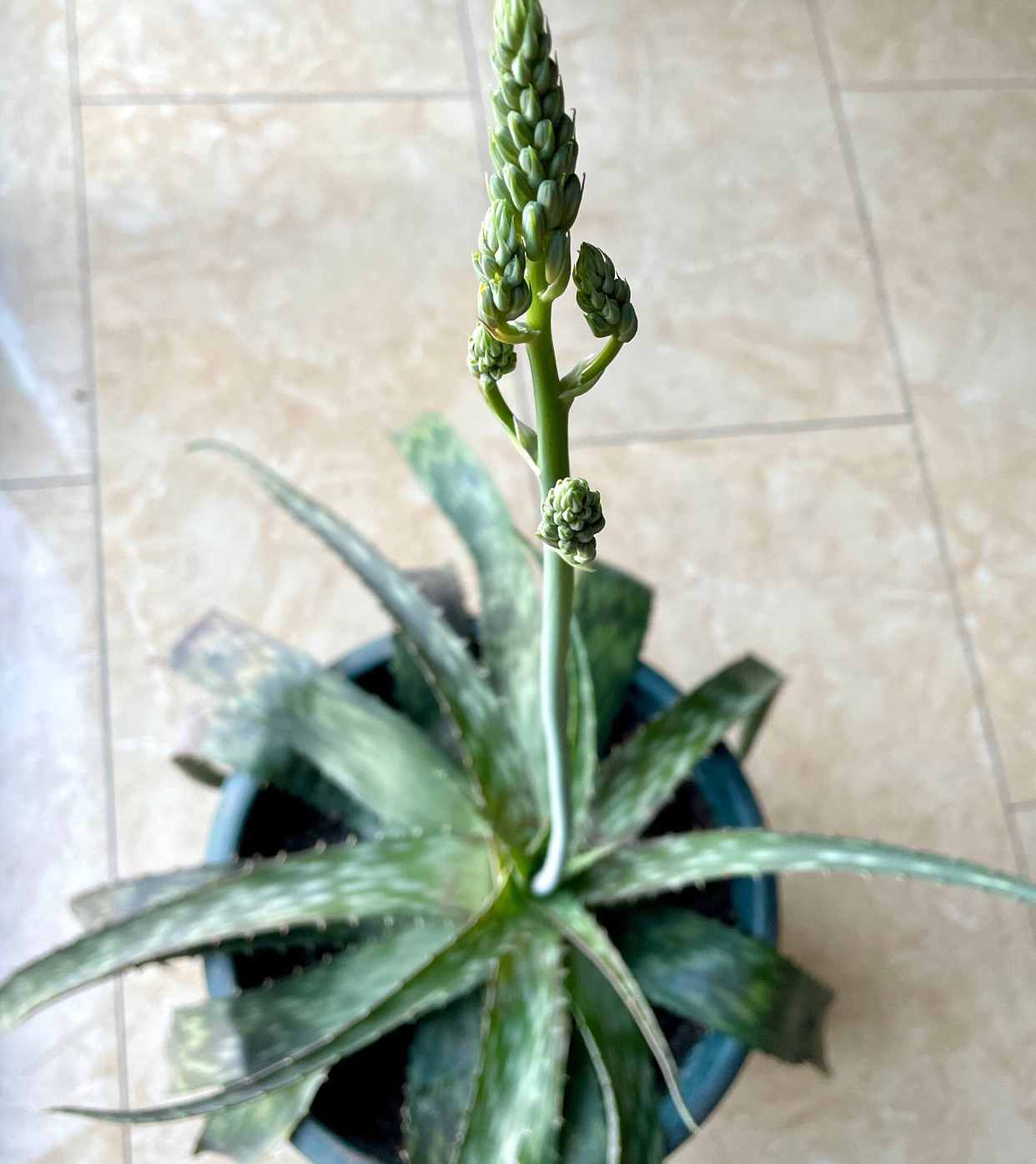 芦荟怎么种植_芦荟的种植方法