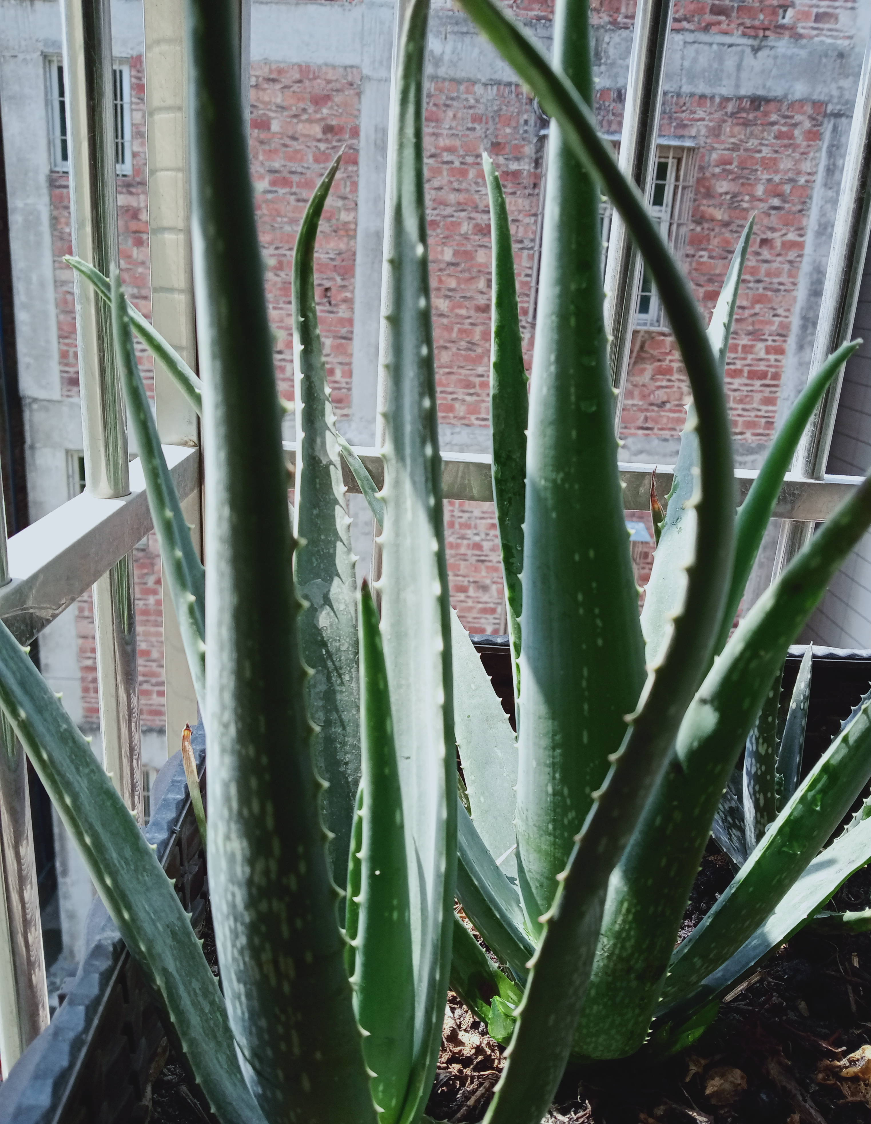 芦荟怎么种植_芦荟的种植方法