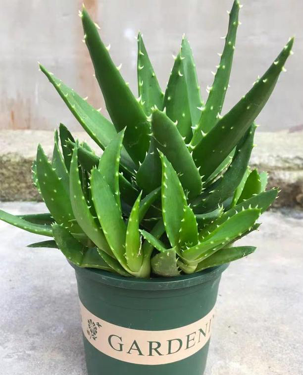 芦荟怎么种植_芦荟的种植方法