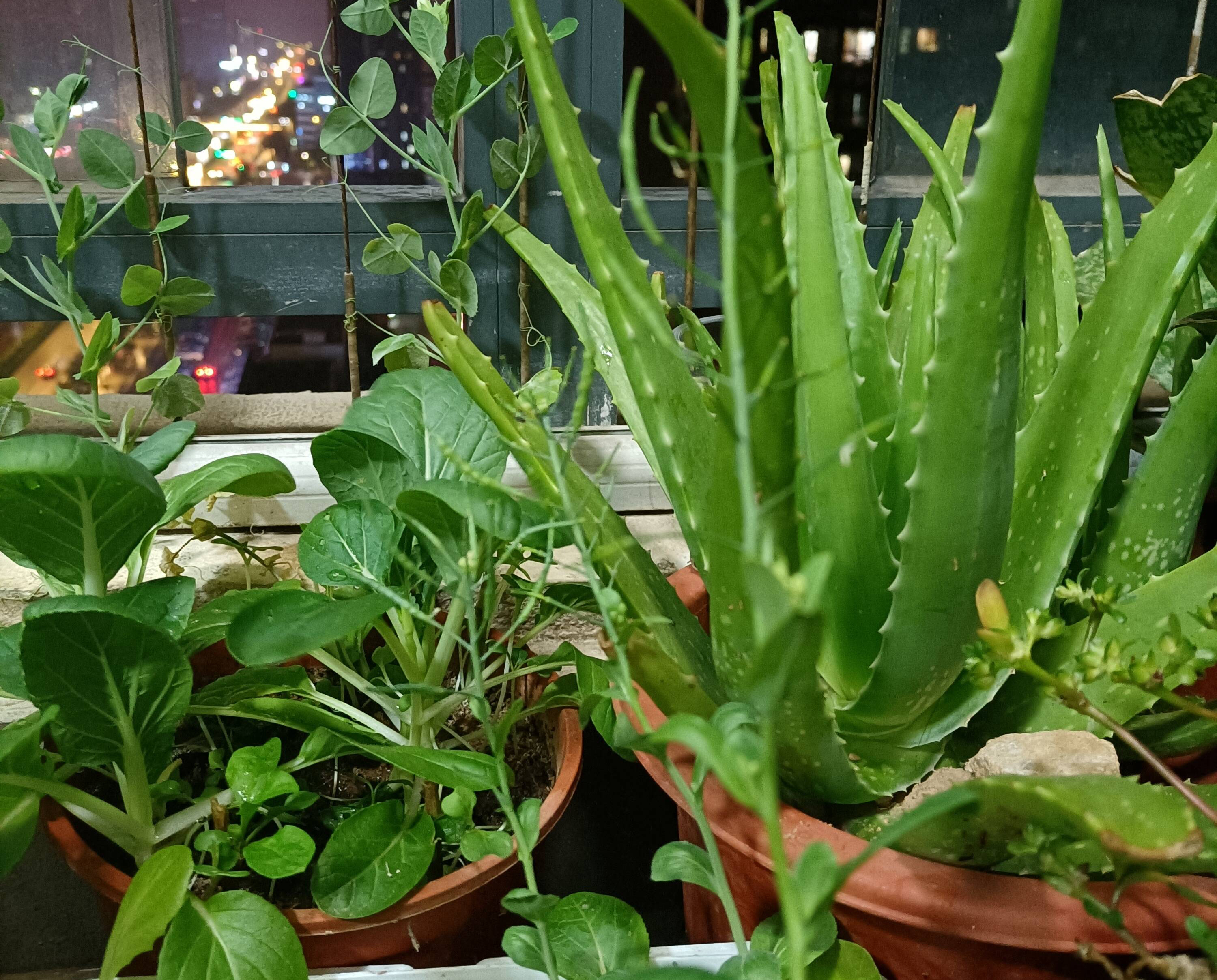 芦荟怎么种植_芦荟的种植方法