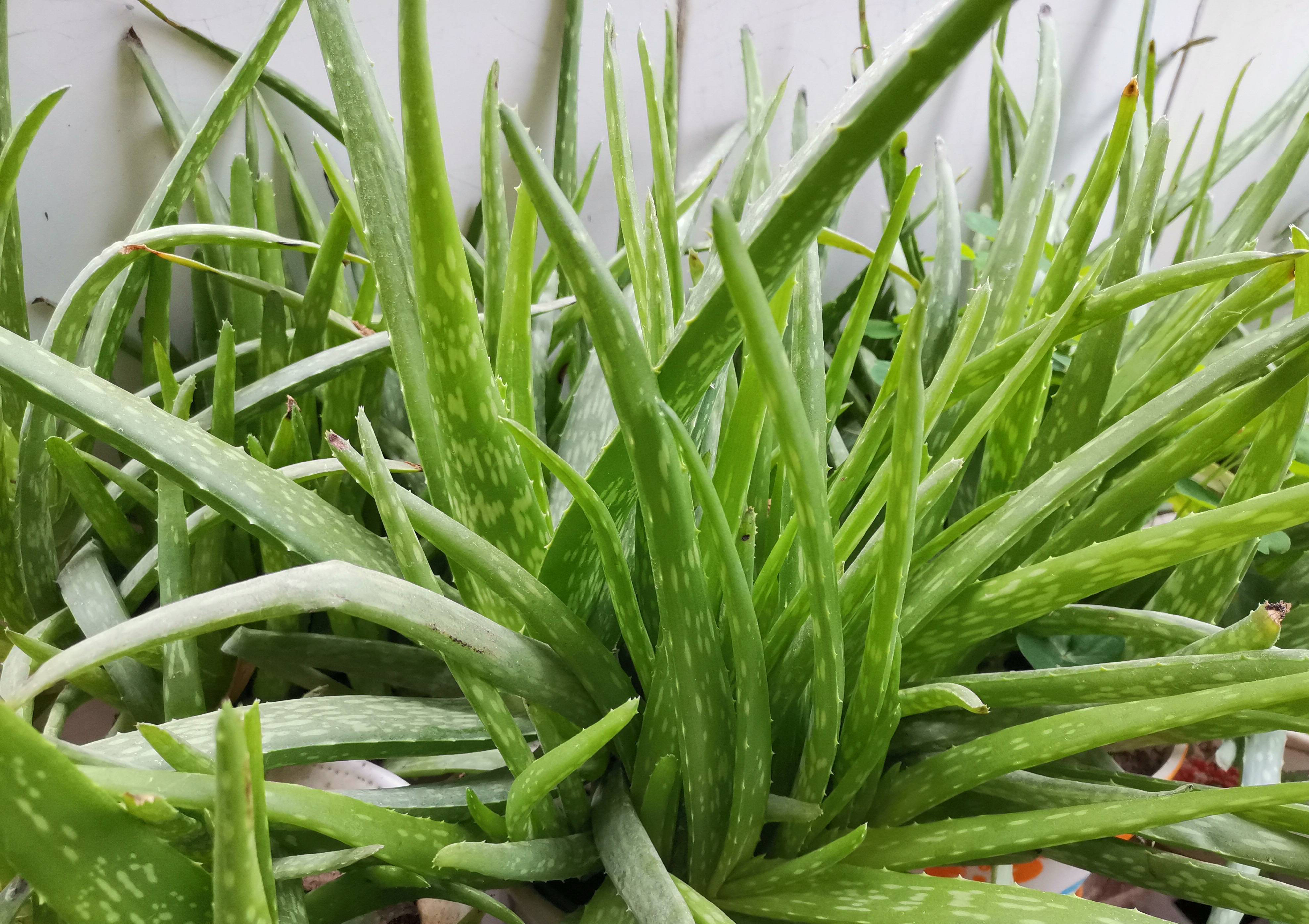 芦荟怎么种植_芦荟的种植方法