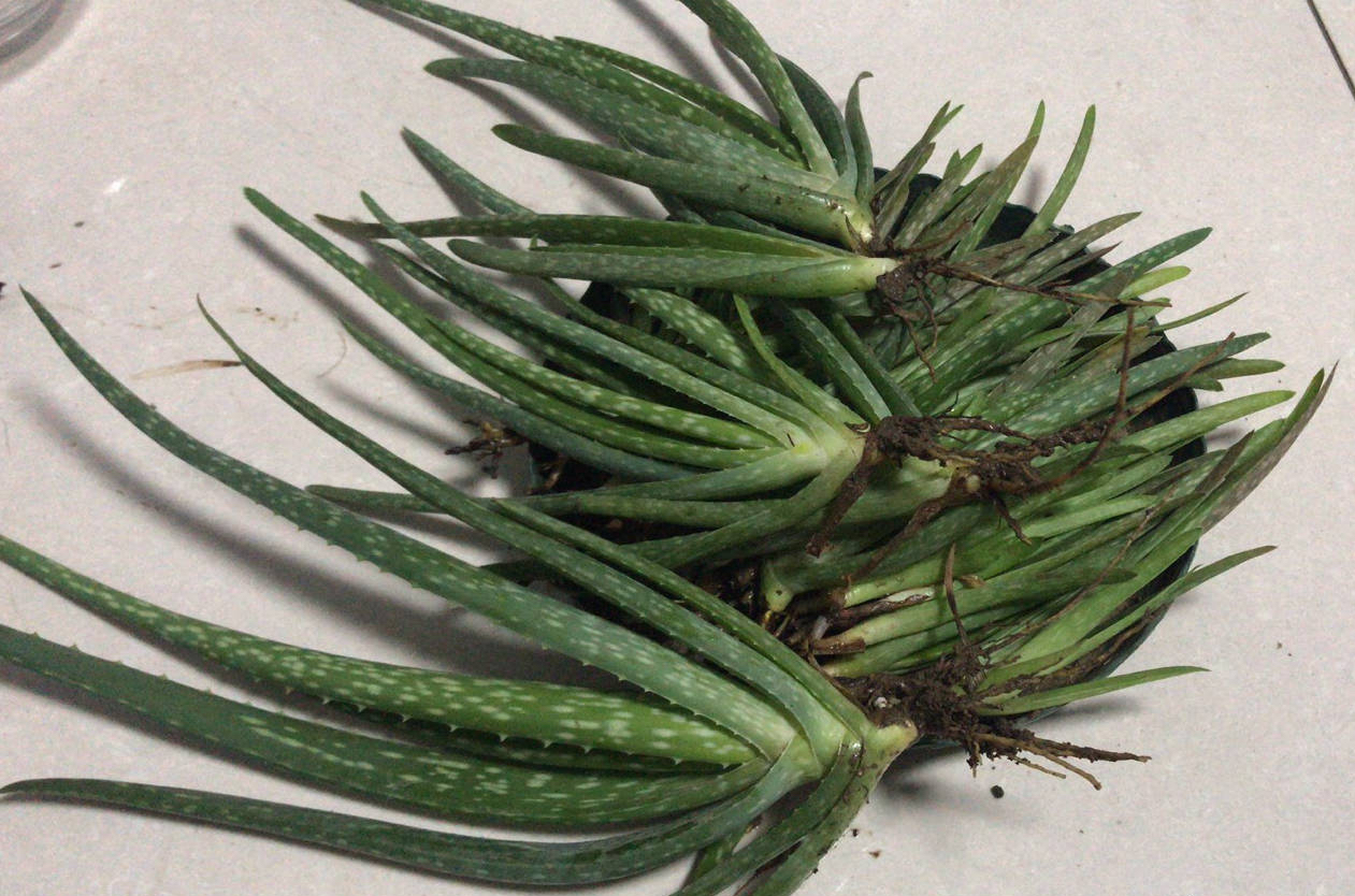 芦荟怎么种植_芦荟的种植方法
