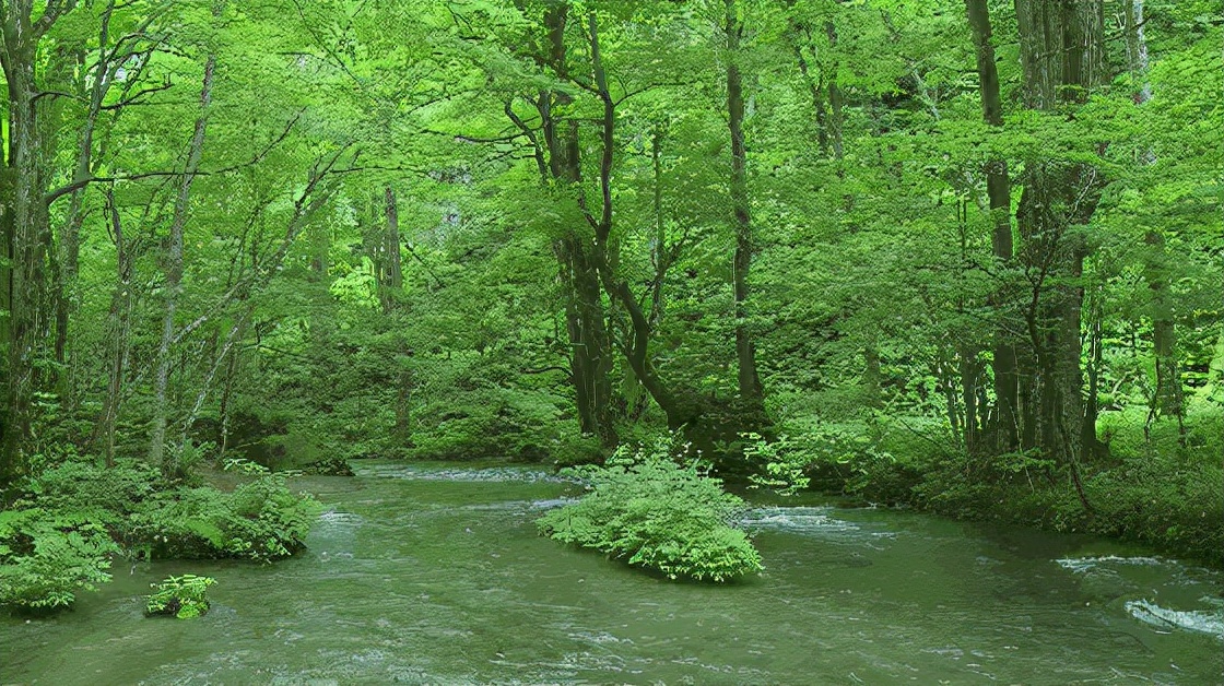 植树节的来历是什么_植树节的寓意和来历