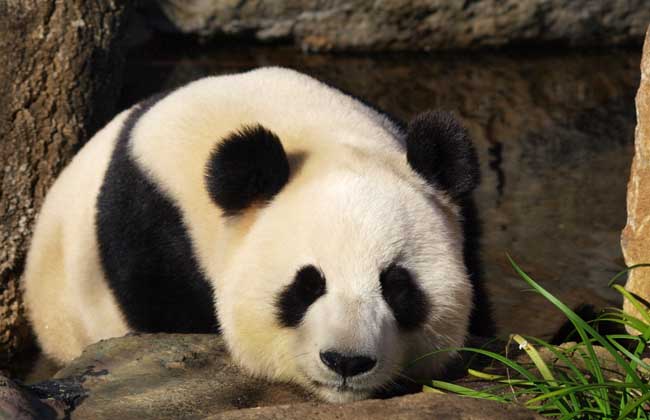 大熊猫怎么生活的_大熊猫的生活习性