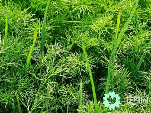 什么是草本植物_草本植物种类及特征
