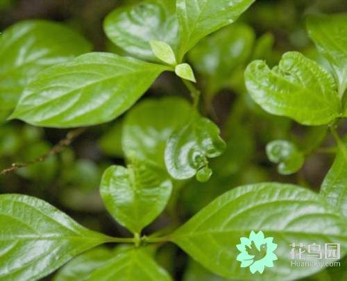 什么是草本植物_草本植物种类及特征