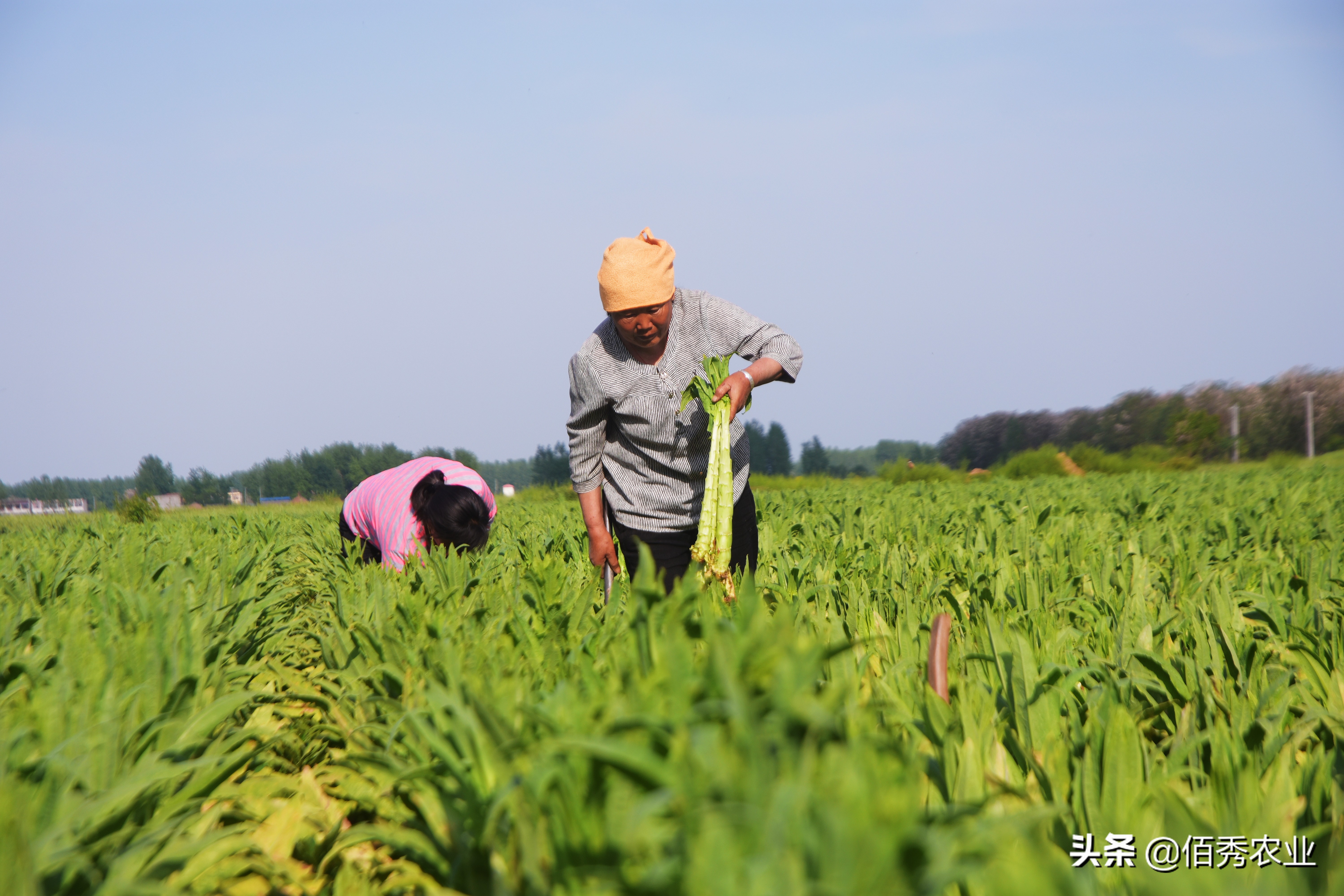 苔菜是什么菜_苔菜的特征和生长环境