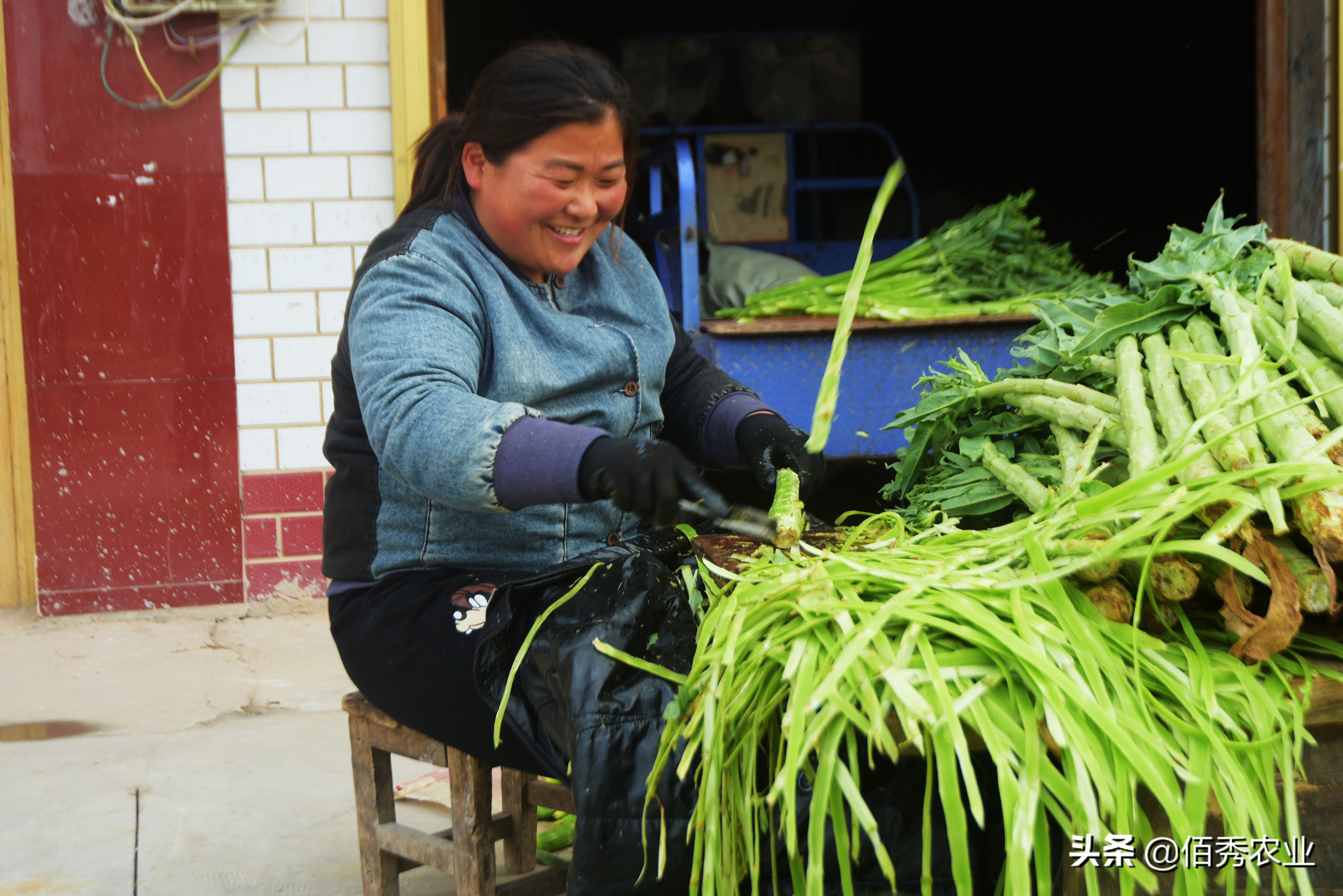 苔菜是什么菜_苔菜的特征和生长环境