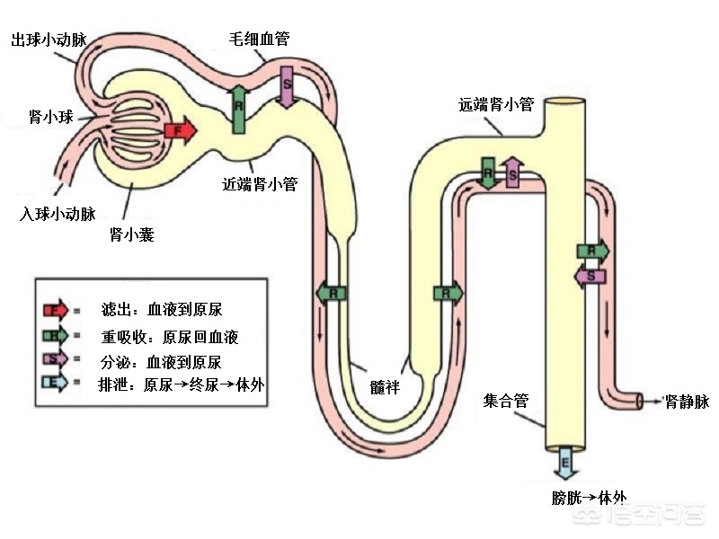 一天喝多少水最好_喝水的讲究及正确喝法