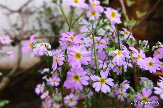 小雏菊的花语是什么_各类颜色的小雏菊花语